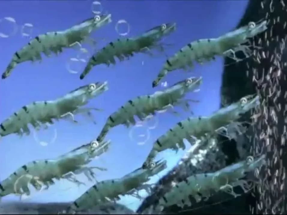 โปสเตอร์ภาพยนตร์ Mazon Prawn Institute (ภาพยนตร์โฆษณา) ใช้เป็นพื้นหลัง